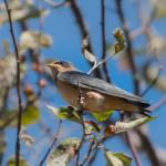 Juvenile Barn Swallow