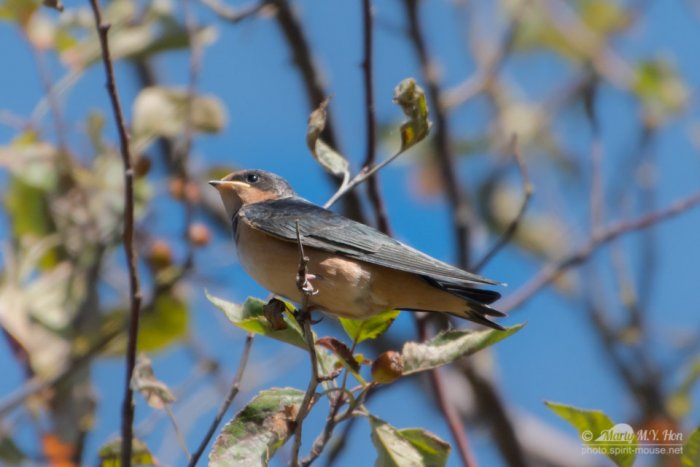 Juvenile Barn Swallow