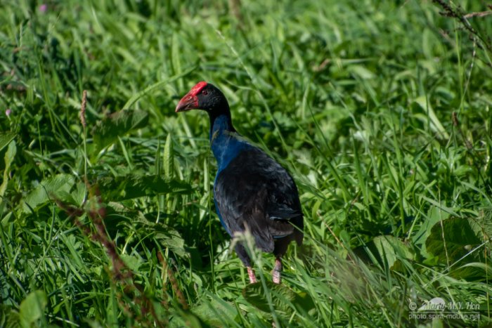 Pukeko