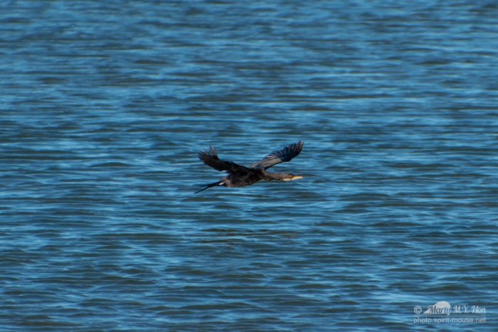 Black shag / cormorant