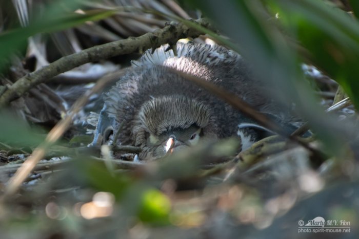 Moulting yellow eyed penguin
