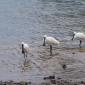 Royal Spoonbill