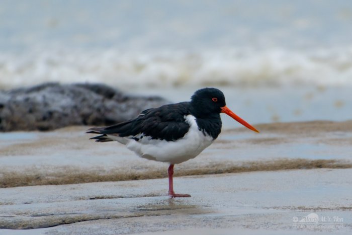 South Island pied oystercatcher