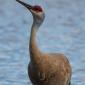 Juvenile sand hill crane