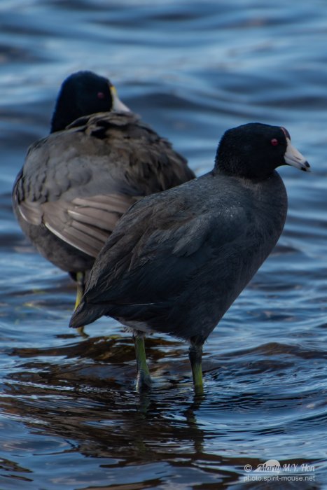 American Coot