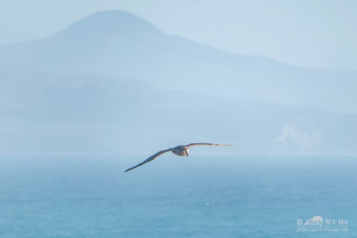 Juvenile albatross searing in the sky