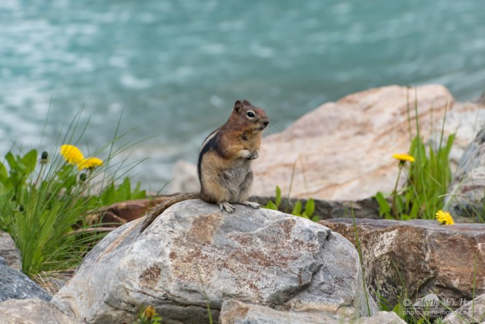 Golden-mantled ground squirrel
