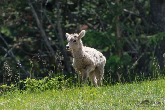 Little big horn sheep
