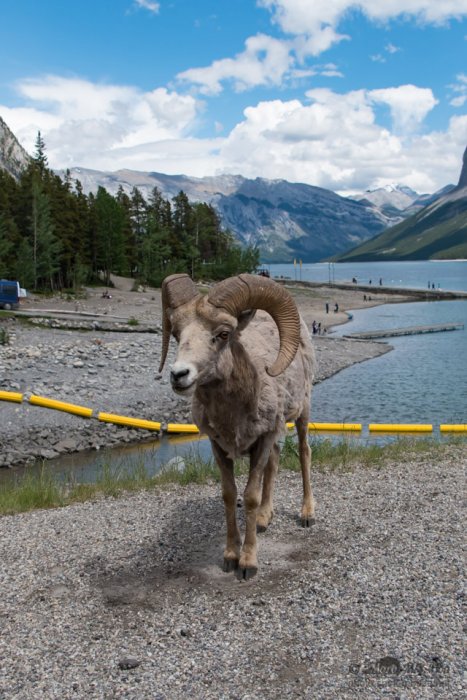 Male Big Horn Sheep