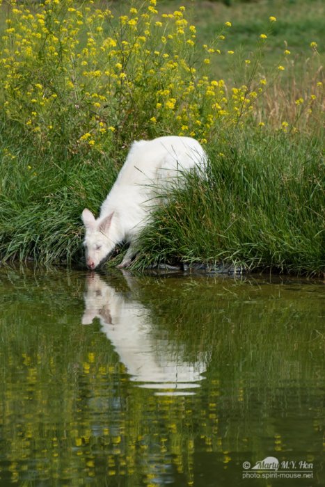 Meeting with my own reflection
